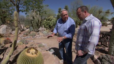 Arizona Cactus Creations