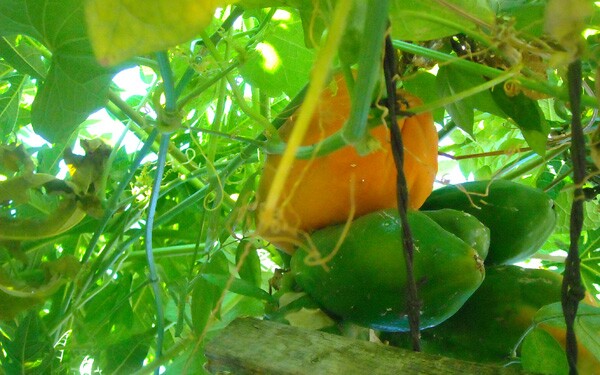Papayas danlge into the alley next to the Vertiz household | Photo: Vickie Vertiz