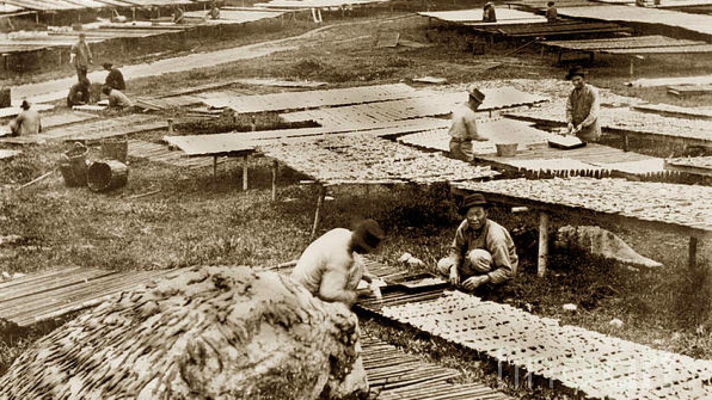 Black and white photo of Chinese squid fishermen drying out squid in Monterey, California.