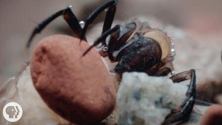 The Amazing Underwater Tape of the Caddisfly