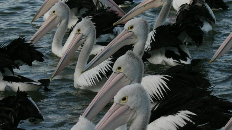Outback Pelicans - Preview