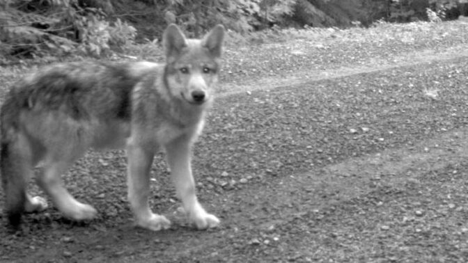 or-7-pup-11-7-16.jpg