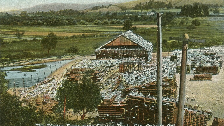 Pigeon Farm postcard