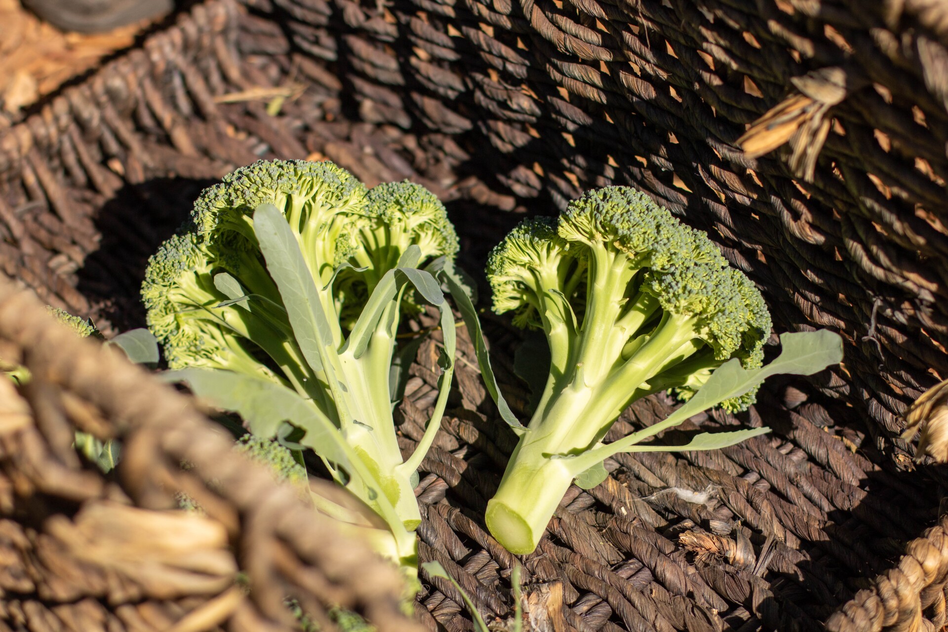Two broccoli heads sit inside a woven basket.