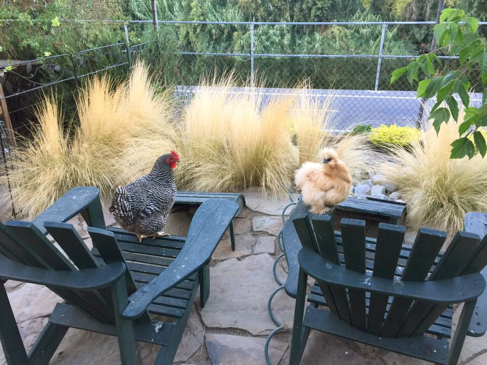 Nellie and Wilma overlooking the L.A. River.
