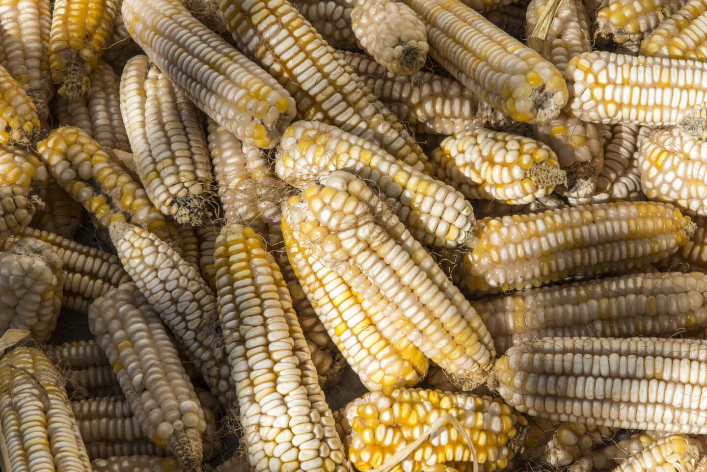 Corn
