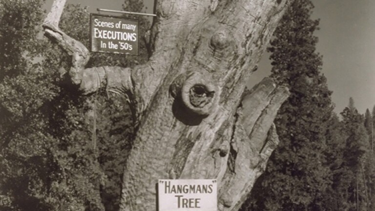 trees_4.jpg