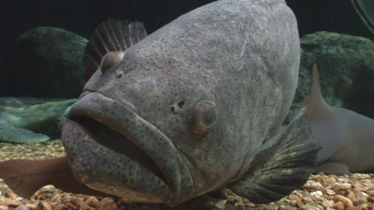 Super Grouper - Trailer