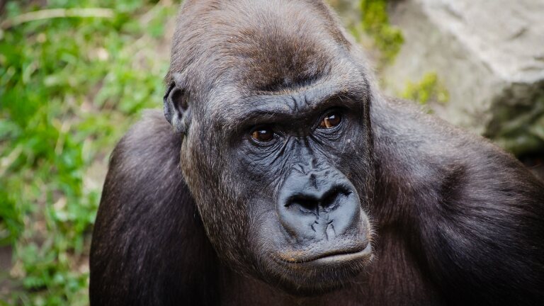 A gorilla's face. | Flickr/Mathias Appel/Public Domain