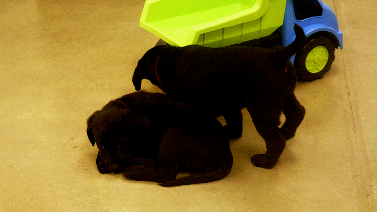 Call For Paws With a Cause Puppy Raisers