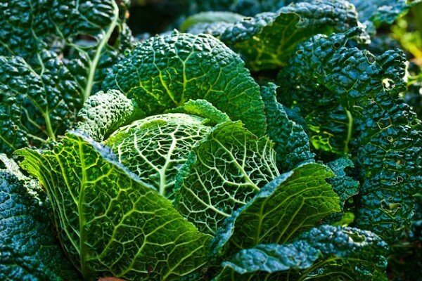 cabbage2