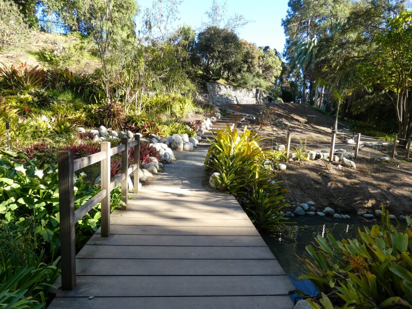 A wooden accessible pathway cuts through a lush green botanical garden.