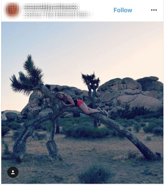 Person hanging on Joshua tree | Image: Instagram
