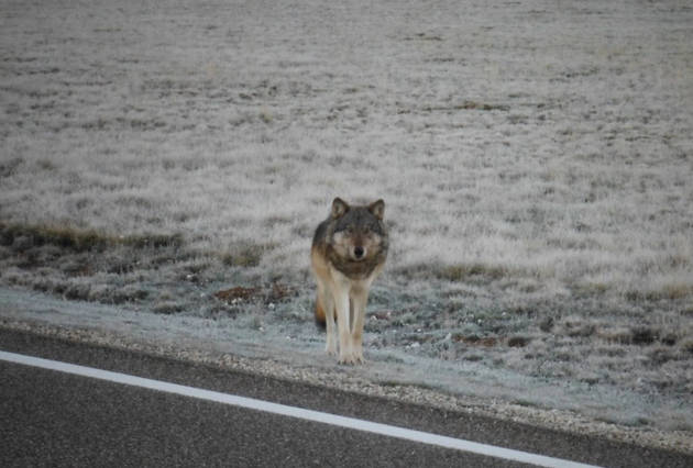 gray-wolf-grand-canyon-10-24-14-thumb-630x426-84406
