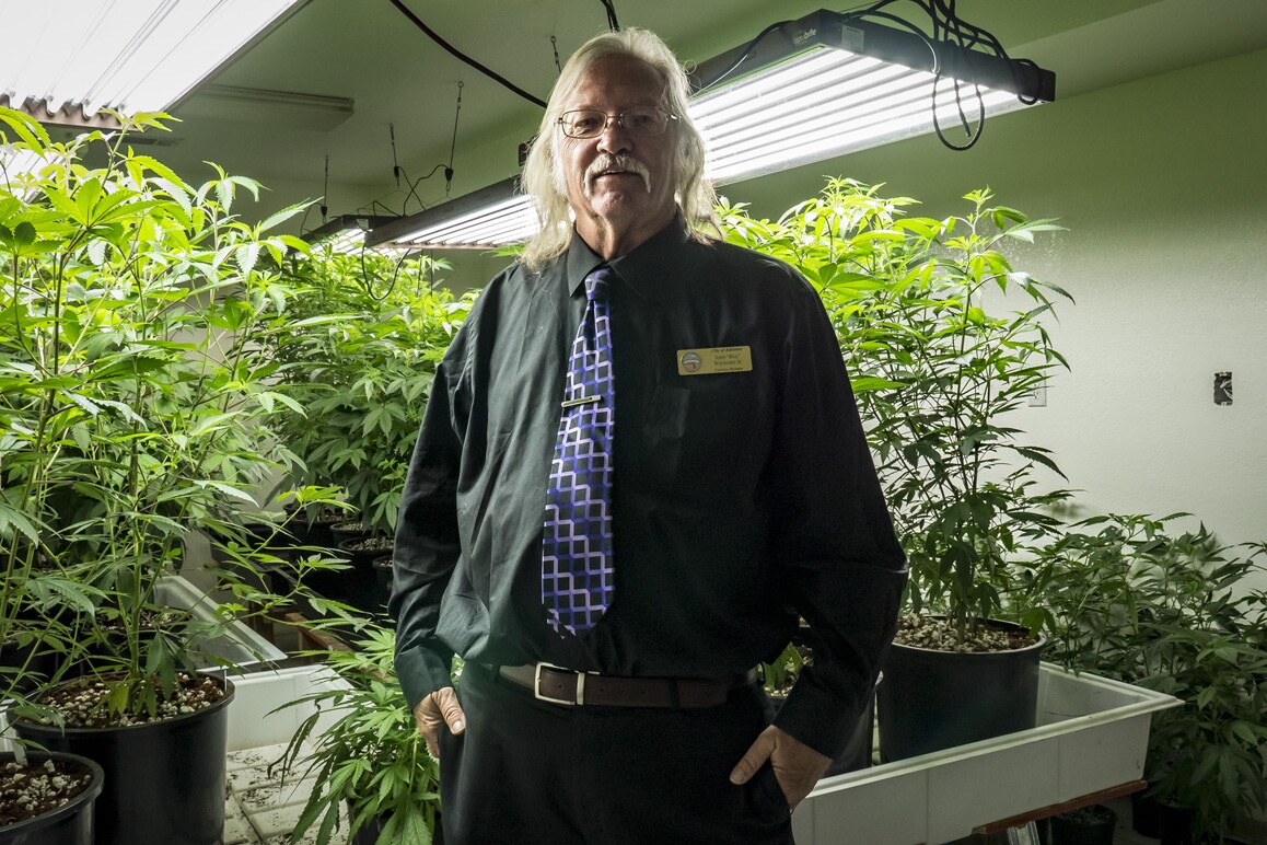 Adelanto councilman John "Bug" Woodard pictured with a local grower's "mother trees" that will be later cloned for large-scale marijuana cultivation. Photo: Kim Stringfellow.