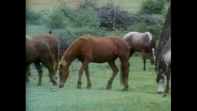 America's Wild Horses