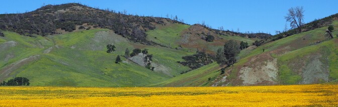 Goldfields against a verdant hillside backdrop at Berryessa Snow Mountain National Monument | Photo: Gary Ford, some rights reserved
