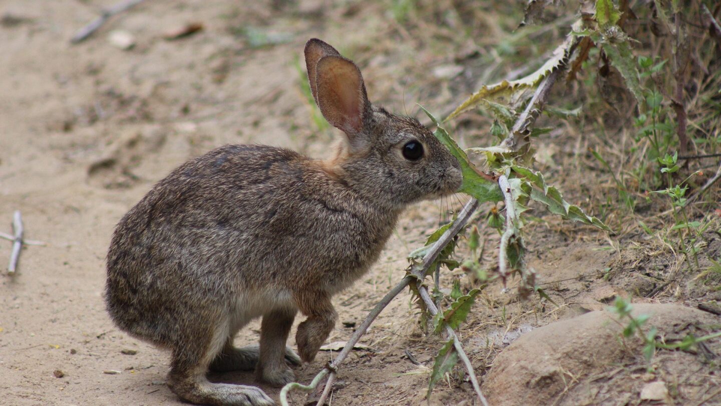 Wildlife in Temescal Canyon, May 9. 2020, the first day L.A. City and County trails are reopened. | Karen Foshay