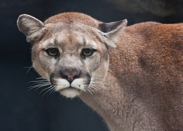 santa-ana-mountains-puma-12-17-14-thumb-630x449-85577