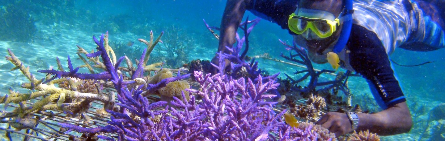 Rural coral farming project in the Solomon Islands | Photo: Wade Fairley, 2012.