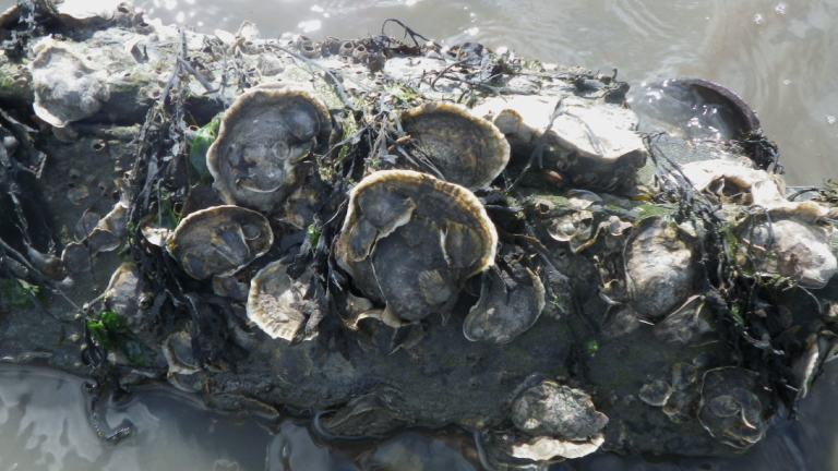 9/4: Oysters, Supreme City, NYRP, Special Olympics