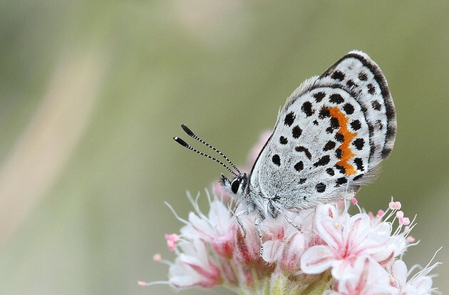 square-spotted-blue-3-23-15-thumb-630x414-89921