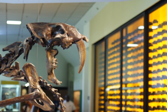 Fossils at the Page Museum at the La Brea Tar Pits | Dallas Krentzel/Flickr