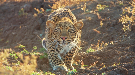 Leopard Hunts Baboon in Broad Daylight