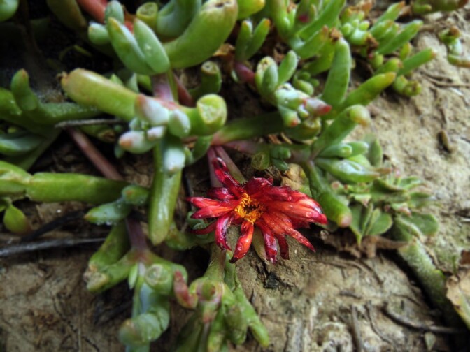 Anacapa Island: Flower