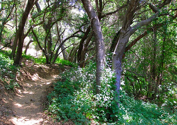 El Prieto Trail running through the canyon where Robert Owens resided. Today the path is popular with mountain bikers. | Photo: Augie Medina