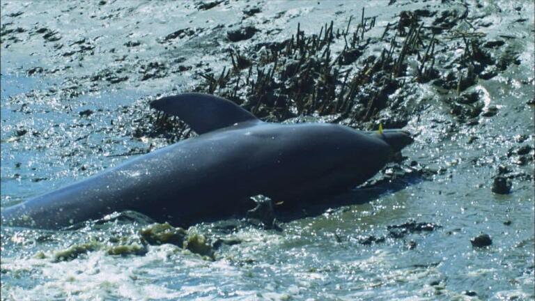 Dolphins Beach Themselves to Catch Fish