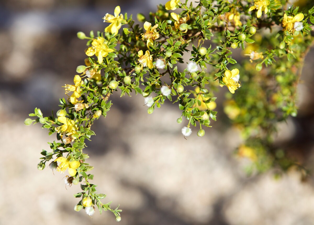 Creosote Bush | Malcolm Manners/Flickr