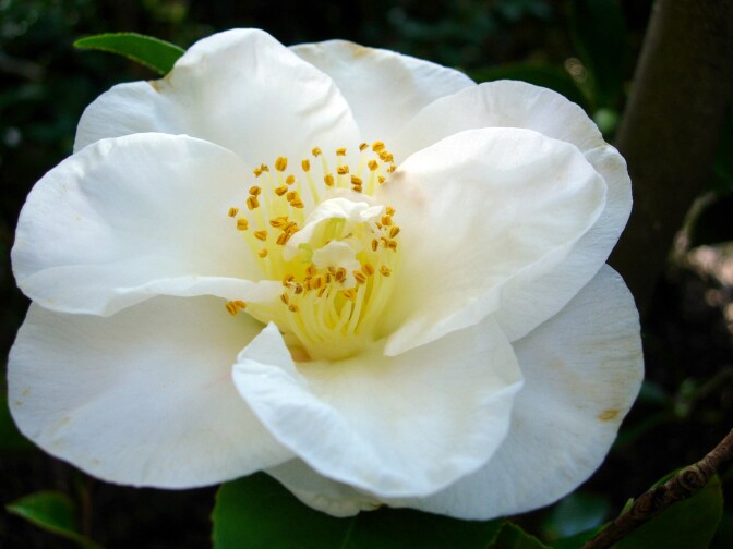 Camellia japonica 'Duchess of Sutherland'