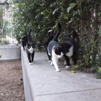 Three black cats with with white patches of fur on their chests and paws walk with one another along a concrete ledge next to an iron-wrought fence covered in green vines. 
