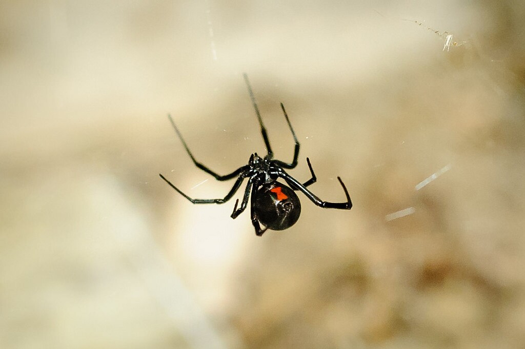 black-widow-4-3-16.jpg
