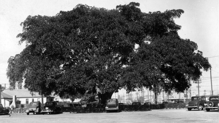 Andrew Cooper planted this Moreton Bay fig tree in Los Angeles in 1876. By the time of this 1946 photo, the spreading giant was surrounded bya parking lot for a Shell Oil facility.