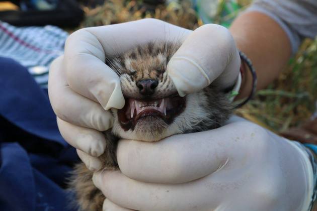 b326-teeth-bobcat-kittens-4-21-15-thumb-630x420-91480