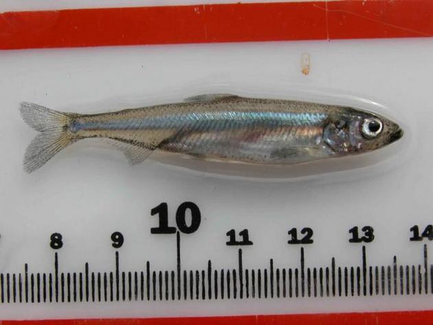 delta-smelt-fish-on-scale-threatened-fish-specie-725x544-thumb-630x472-94648