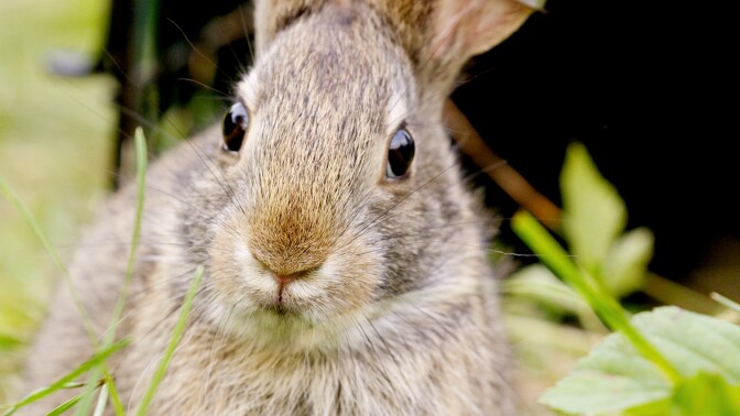 Closeup image of a rabbit from "Nature: Remarkable Rabbits."