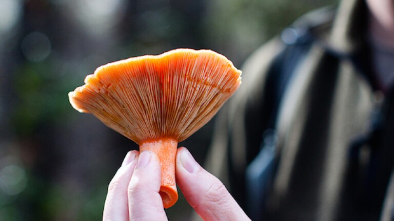 mushroomforaging