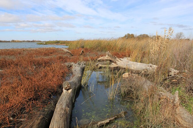 Delta Grasses and Plants