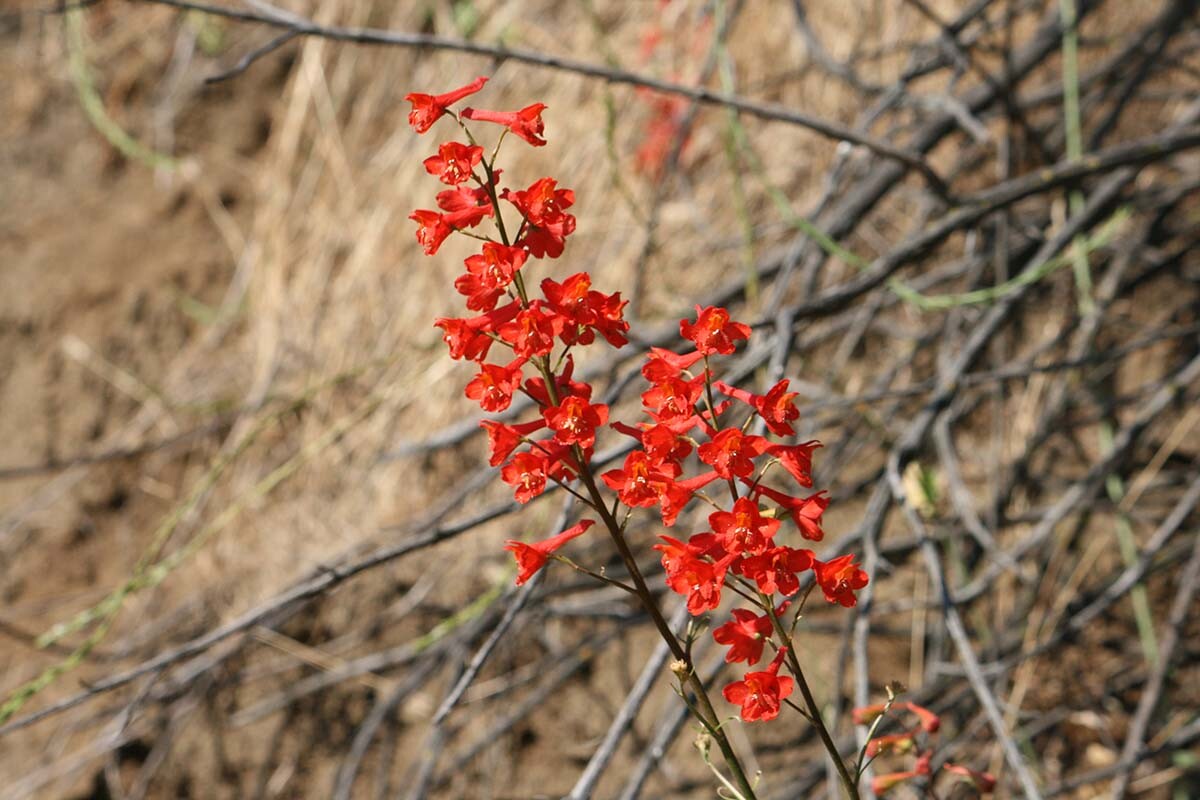 Scarlet larkspur (Delphinium cardinale) at Griffith Park| Courtesy of Gerry Hans