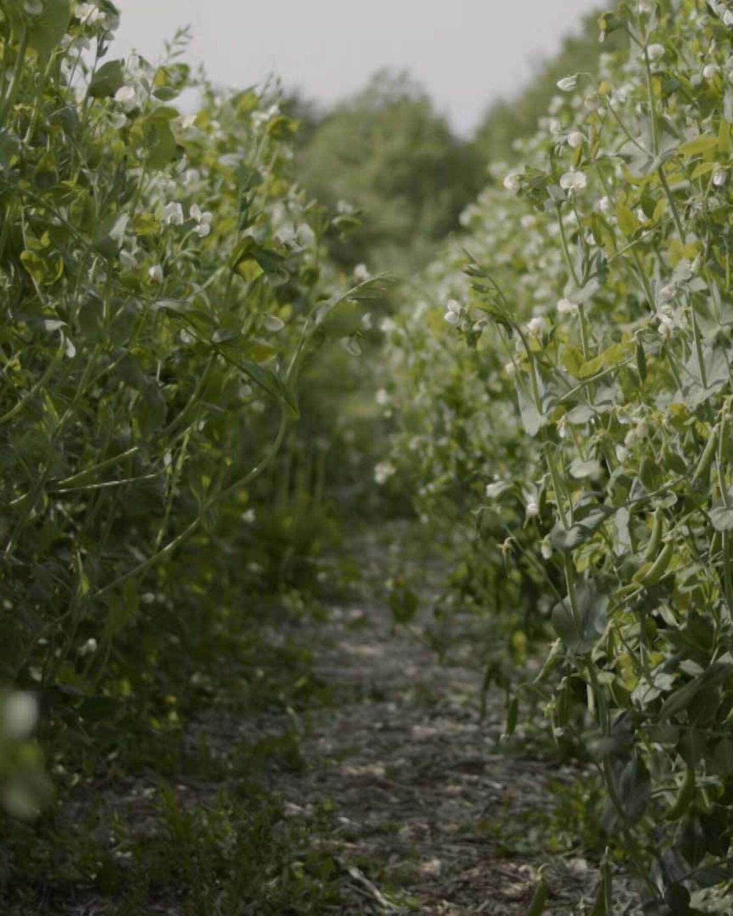 The Potawot Community Garden, housed at United Indian Health Services’s facility in Arcata, California, incorporates elements of permaculture seamlessly into the center's holistic approach to healing the Earth and body. | Still from "Tending Nature"