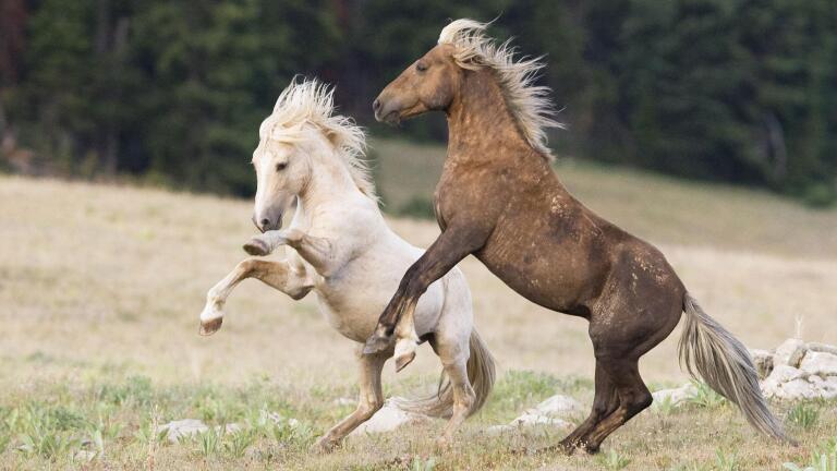 Cloud: Challenge of the Stallions