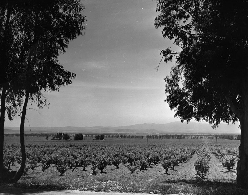 cucamonga vineyard