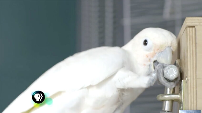 bird