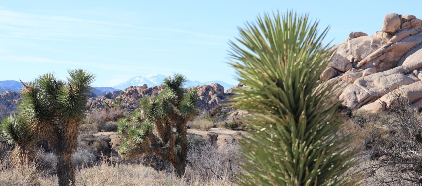 The landscape near Barker Dam in Joshua Tree | Liz Warner