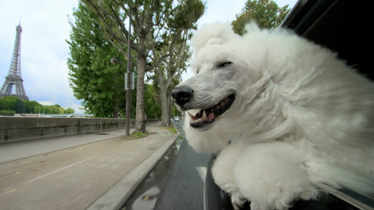 PETS Wild at Heart | Episode 2 | Preview