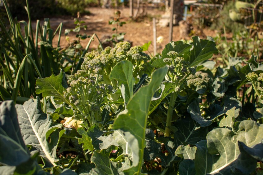 Broccoli grows out of the earth.
