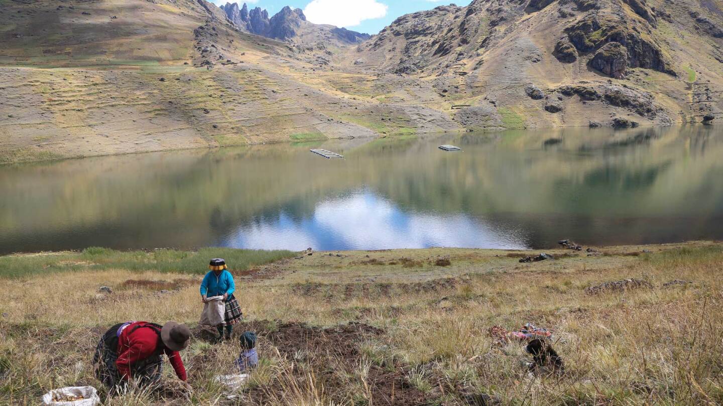 During potato harvest season in the Potato Park in Cusco, Peru, the mountains are dotted with farmers cultivating potatoes in every hue found in the rainbow. | International Potato Center (CIP) / CC BY-NC 2.0